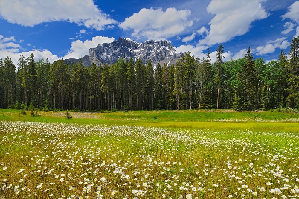 Canada-Alberta-Banff National Park Landscape with field of common daisies and Cascade Mountain art print by Jaynes Gallery for $57.95 CAD